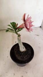 ENXERTO 12377 – 20cm (cor LM 964) - Imagem 5