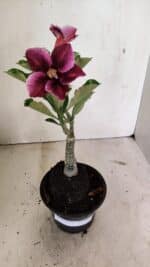 ENXERTO 12378 – 20cm (cor LM 499) - Imagem 2