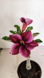 ENXERTO 12378 – 20cm (cor LM 499)