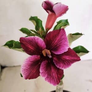 ENXERTO 12378 – 20cm (cor LM 499)