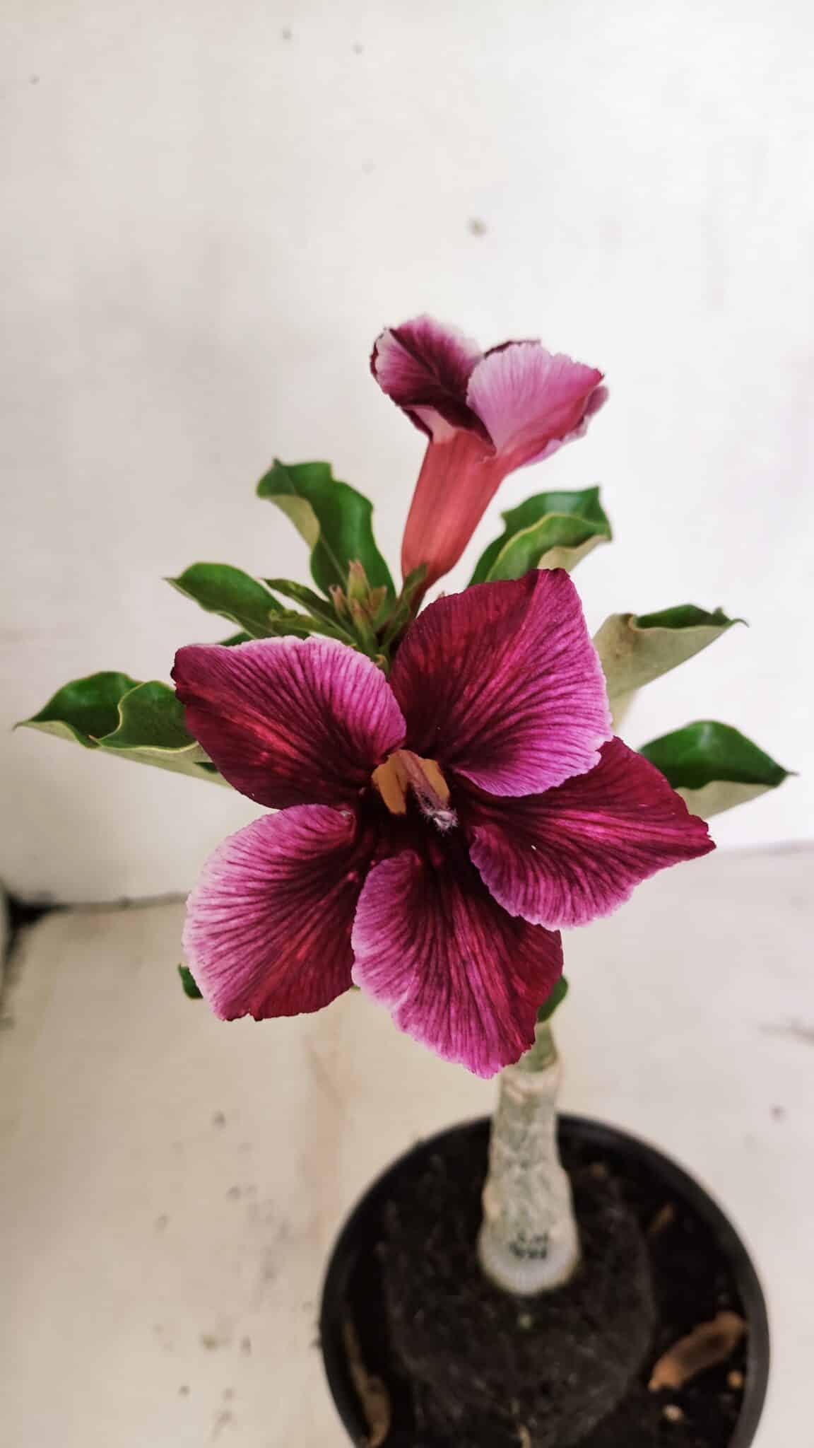 ENXERTO 12378 (2) ENXERTO 12378 – 20cm (cor LM 499) - Imagem 1