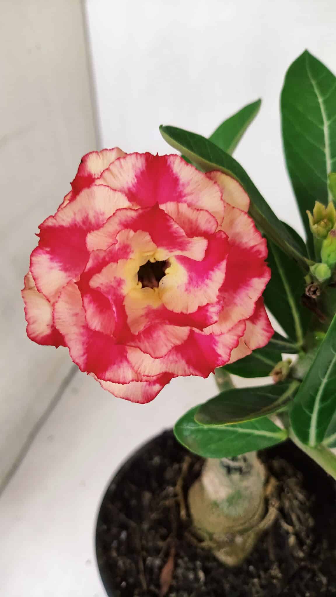 ENXERTO 12379 (2) ENXERTO 12379 – 20cm (cor LM 995) - Imagem 1