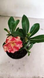 ENXERTO 12379 – 20cm (cor LM 995) - Imagem 4