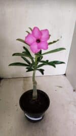 ENXERTO 12380 – 22cm (cor LM 512) - Imagem 2