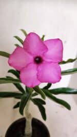 ENXERTO 12380 – 22cm (cor LM 512)