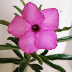 ENXERTO 12380 – 22cm (cor LM 512)