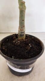 ENXERTO 12380 – 22cm (cor LM 512) - Imagem 8