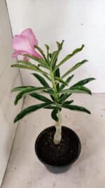 ENXERTO 12380 – 22cm (cor LM 512) - Imagem 7