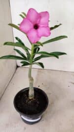 ENXERTO 12380 – 22cm (cor LM 512) - Imagem 4