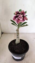 ENXERTO 12381 – 20cm (cor LM 976) - Imagem 6