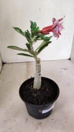 ENXERTO 12381 – 20cm (cor LM 976) - Imagem 4