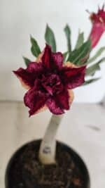 ENXERTO 12382 – 20cm (cor LM 1009)