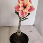 ENXERTO 12383 – 20cm (cor LM 618)