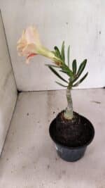 ENXERTO 12383 – 20cm (cor LM 618) - Imagem 5