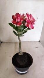 ENXERTO 12384 – 20cm (cor LM 491) - Imagem 2