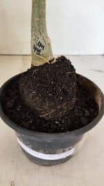 ENXERTO 12384 – 20cm (cor LM 491) - Imagem 6