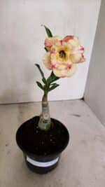 ENXERTO 12385 – 20cm (cor LM 918) - Imagem 2