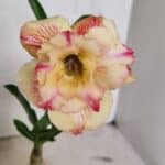 ENXERTO 12385 – 20cm (cor LM 918)