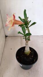 ENXERTO 12385 – 20cm (cor LM 918) - Imagem 6