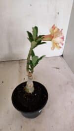 ENXERTO 12385 – 20cm (cor LM 918) - Imagem 5