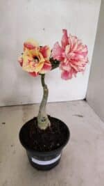 ENXERTO 12386 – 20cm (cor LM 618) - Imagem 2