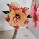 ENXERTO 12386 – 20cm (cor LM 618)