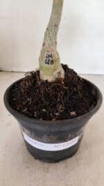 ENXERTO 12386 – 20cm (cor LM 618) - Imagem 7