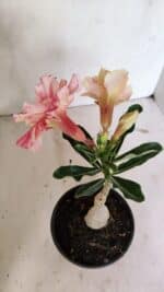 ENXERTO 12386 – 20cm (cor LM 618) - Imagem 6