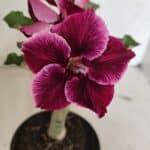 ENXERTO 12387 – 20cm (cor LM 499)