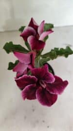 ENXERTO 12387 – 20cm (cor LM 499) - Imagem 4