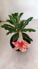 ENXERTO 12388 – 20cm (cor LM 987) - Imagem 4