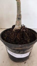 ENXERTO 12388 – 20cm (cor LM 987) - Imagem 7