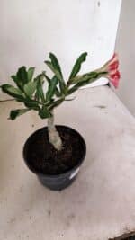 ENXERTO 12388 – 20cm (cor LM 987) - Imagem 6