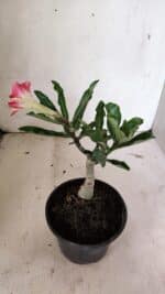 ENXERTO 12388 – 20cm (cor LM 987) - Imagem 5