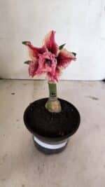 ENXERTO 12389 – 20cm (cor LM 964) - Imagem 2