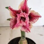 ENXERTO 12389 – 20cm (cor LM 964)