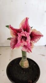 ENXERTO 12389 – 20cm (cor LM 964)