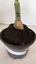 ENXERTO 12389 – 20cm (cor LM 964) - Imagem 5