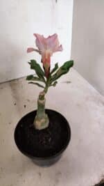 ENXERTO 12389 – 20cm (cor LM 964) - Imagem 4