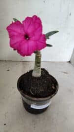 ENXERTO 12390 – 20cm (cor LM 384) - Imagem 2