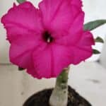 ENXERTO 12390 – 20cm (cor LM 384)