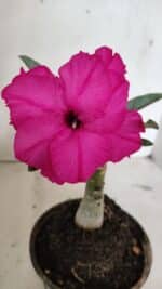 ENXERTO 12390 – 20cm (cor LM 384)