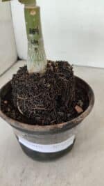 ENXERTO 12390 – 20cm (cor LM 384) - Imagem 5