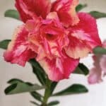 ENXERTO 12391 – 20cm (cor LM 402)