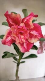 ENXERTO 12391 – 20cm (cor LM 402)