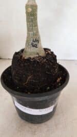 ENXERTO 12391 – 20cm (cor LM 402) - Imagem 7