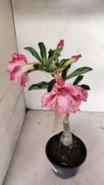 ENXERTO 12391 – 20cm (cor LM 402) - Imagem 6