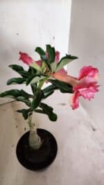 ENXERTO 12391 – 20cm (cor LM 402) - Imagem 5