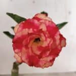 ENXERTO 12392 – 20cm (cor LM 995) Id: POP CORN 2