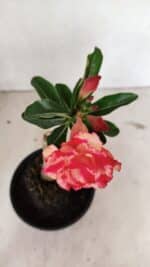 ENXERTO 12392 – 20cm (cor LM 995) Id: POP CORN 2 - Imagem 4